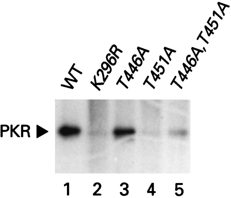 FIG. 5