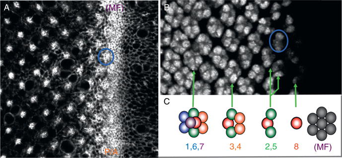 Figure 1.2