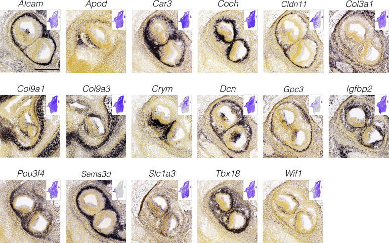 Figure 5—figure supplement 1.