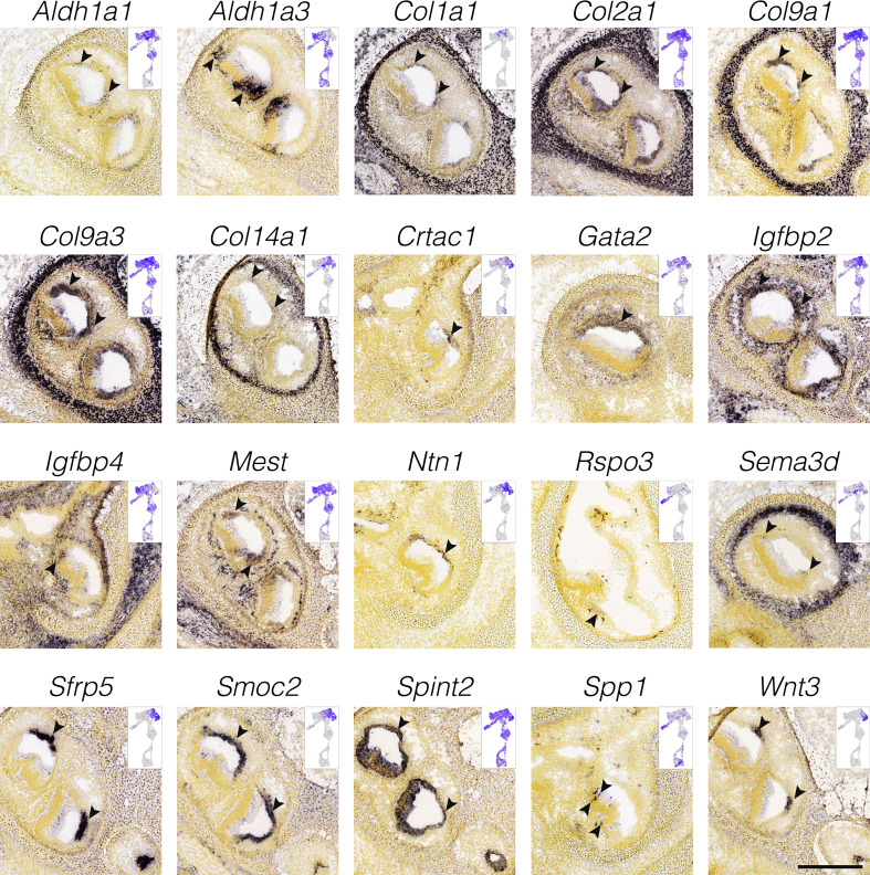 Figure 4—figure supplement 1.