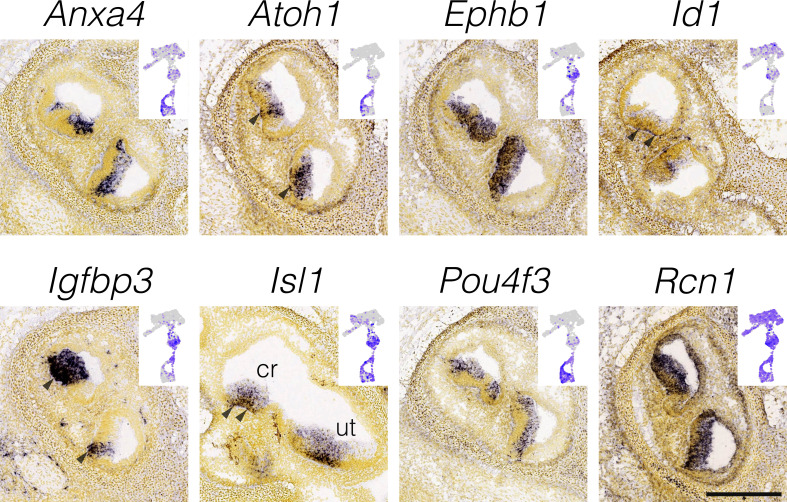 Figure 2—figure supplement 2.