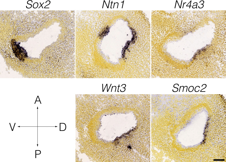 Appendix 1—figure 1.