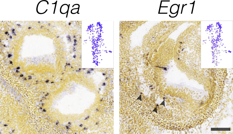 Figure 7—figure supplement 1.