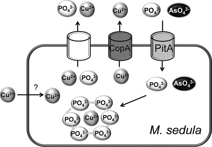 FIG 6