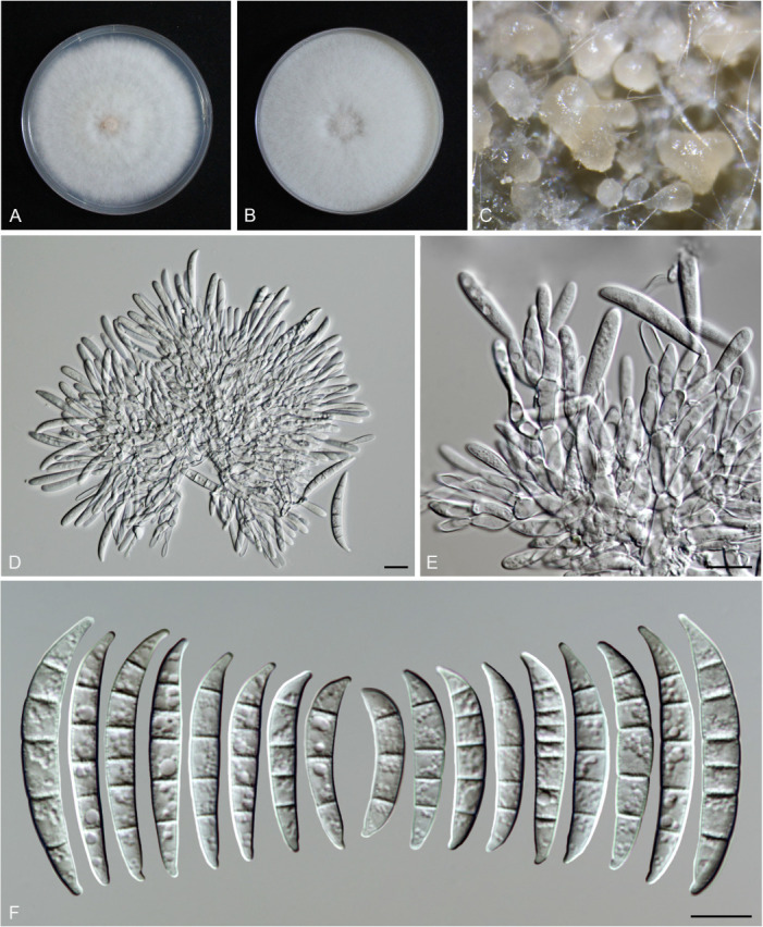 Fig. 25.