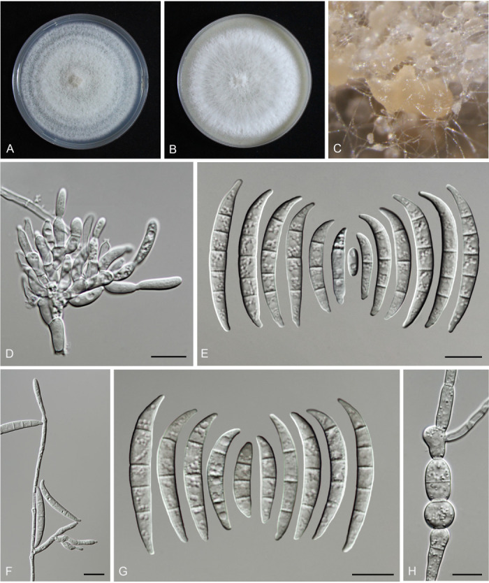 Fig. 24.