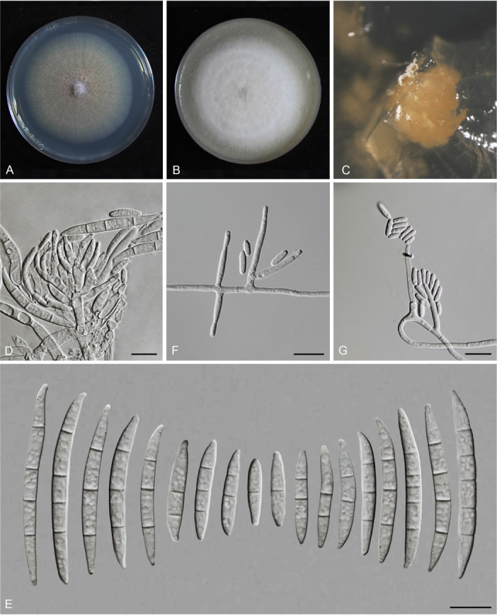 Fig. 19.