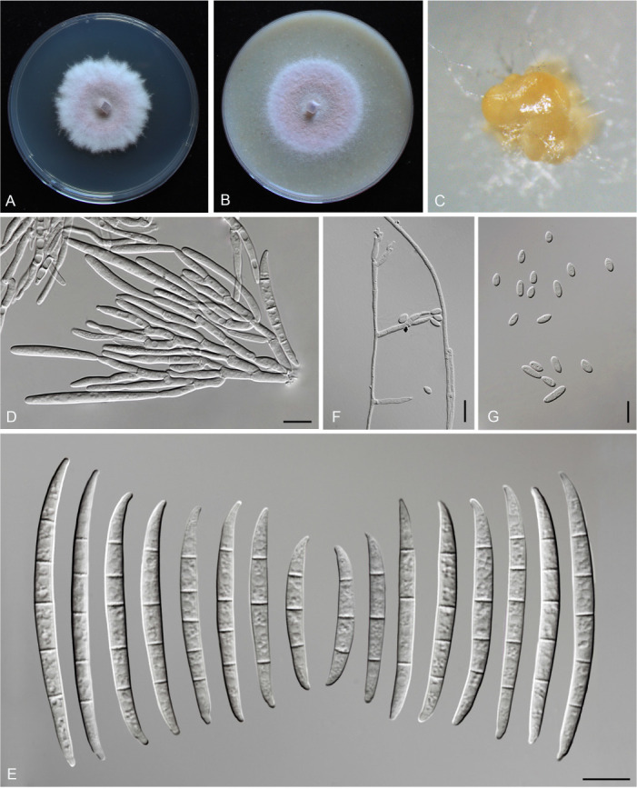 Fig. 20.