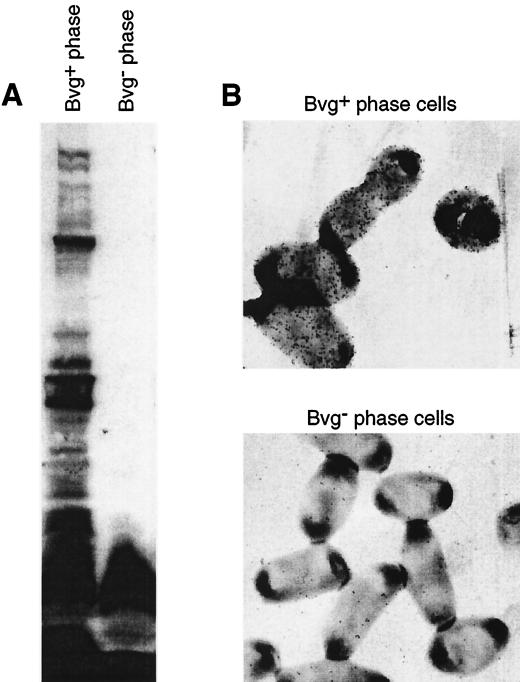 FIG. 7