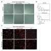 Figure 4—figure supplement 3.