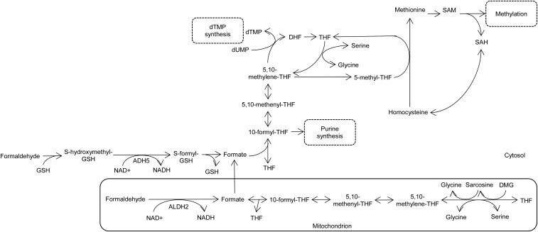 FIGURE 1