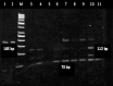 Fig.1
