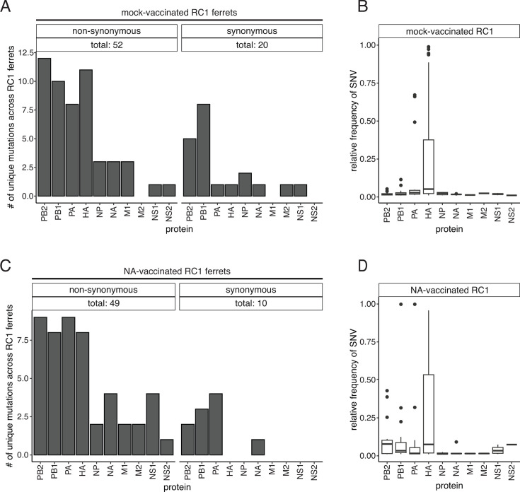 Bar charts and box plots compare number of unique non-synonymous and synonymous mutations in mock-vaccinated and NA-vaccinated ferrets, highlighting differences in SNVs across various proteins.