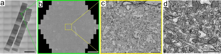 Figure 1—figure supplement 5.