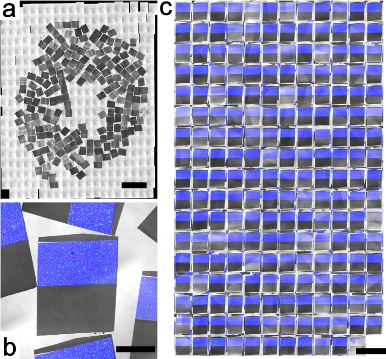 Figure 1—figure supplement 1.