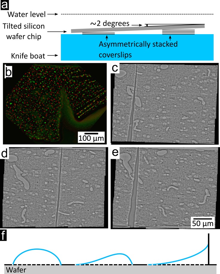 Figure 2—figure supplement 5.