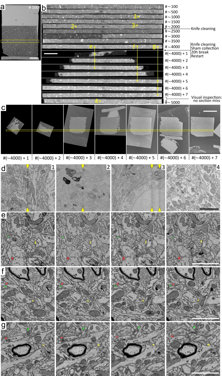 Figure 2—figure supplement 3.