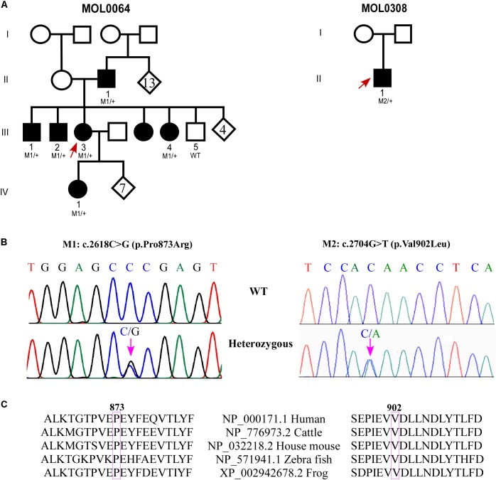 FIGURE 1