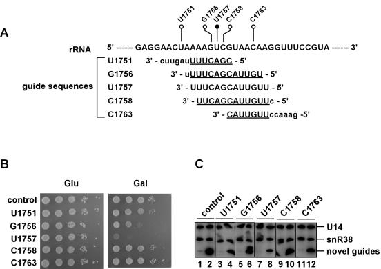 FIGURE 5.