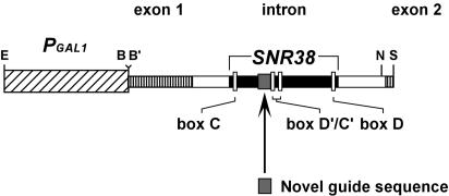 FIGURE 1.