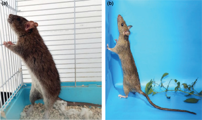 Comparative phylogeography of two commensal rat species (Rattus ...