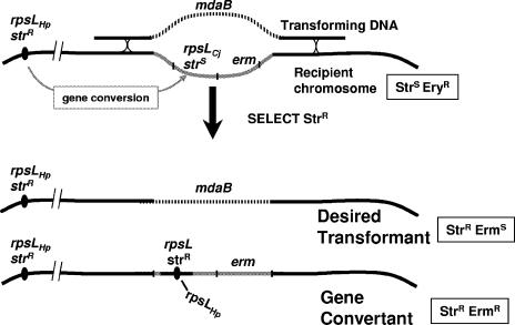 FIG. 3.