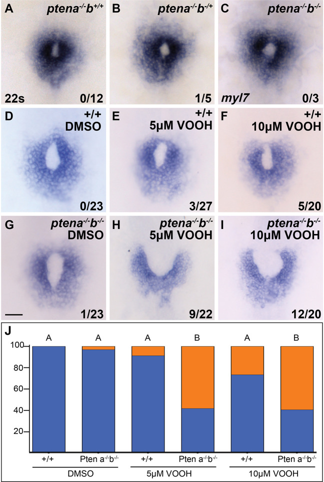 Figure 1—figure supplement 5.