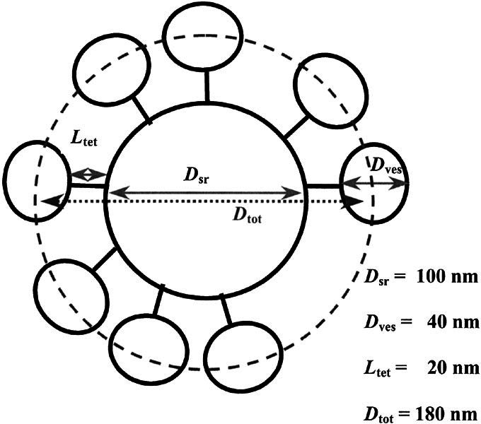 Figure
1