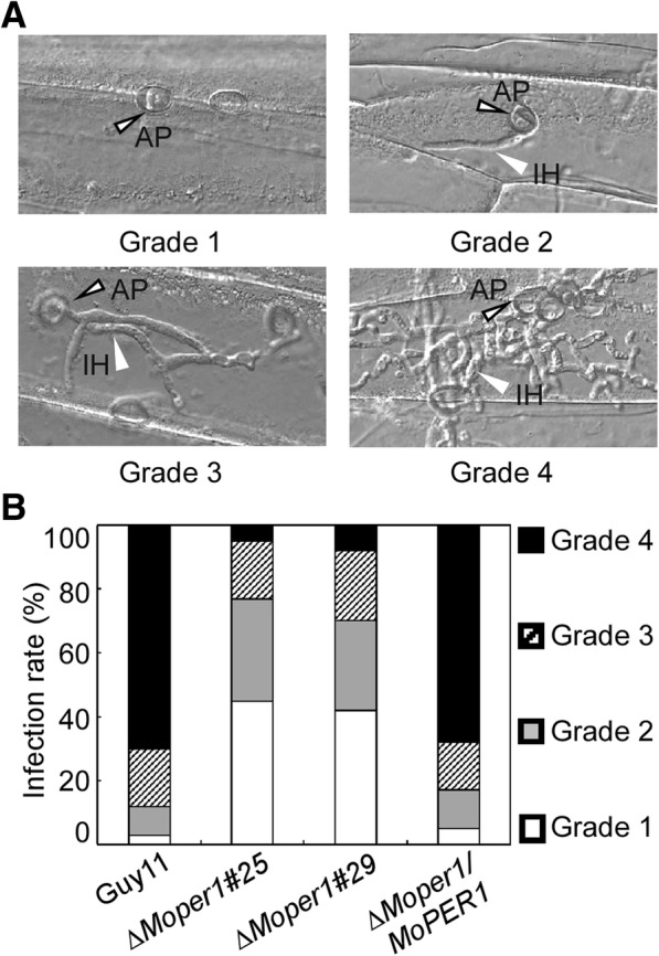 Fig. 8