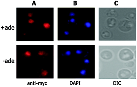 FIG. 1.