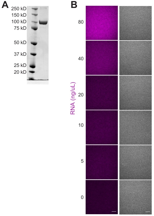 Figure 4—figure supplement 1.