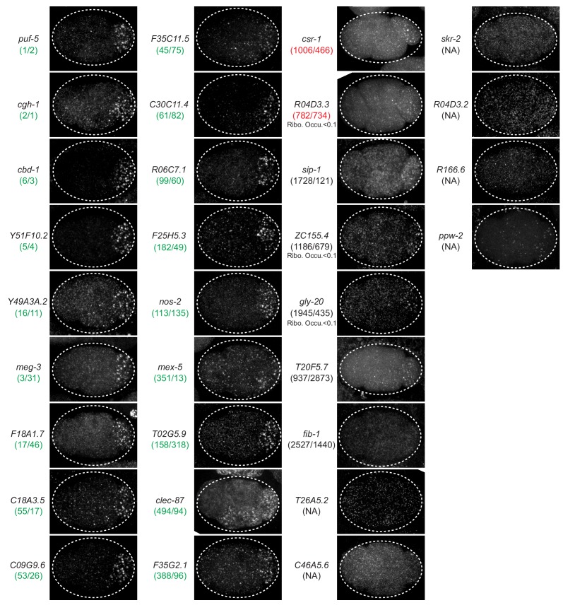 Figure 1—figure supplement 2.