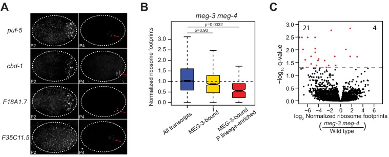 Figure 3—figure supplement 1.