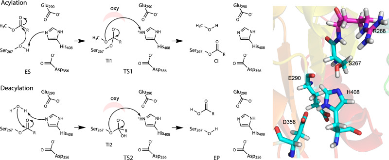 Fig. 1