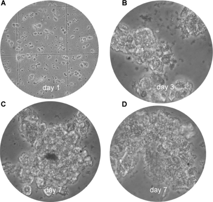 Figure 6.