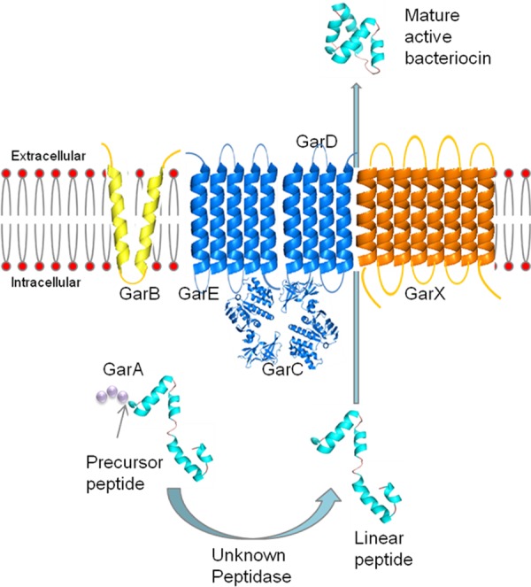 Functional Genetic Analysis of the GarML Gene Cluster in Lactococcus ...