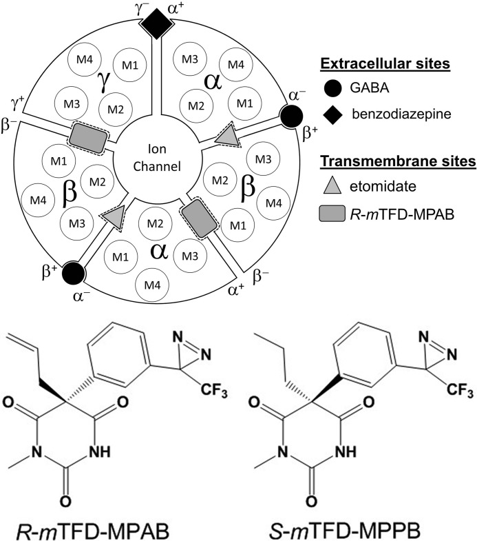 FIGURE 1.