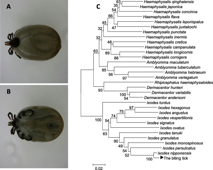 Fig. 1