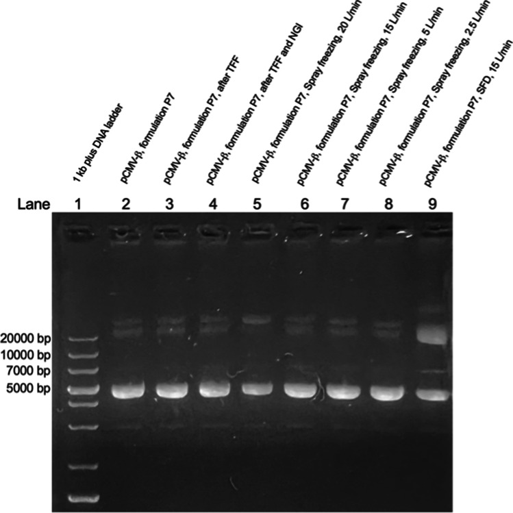 Fig. 8