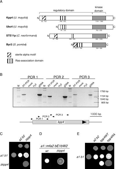 FIG. 1.