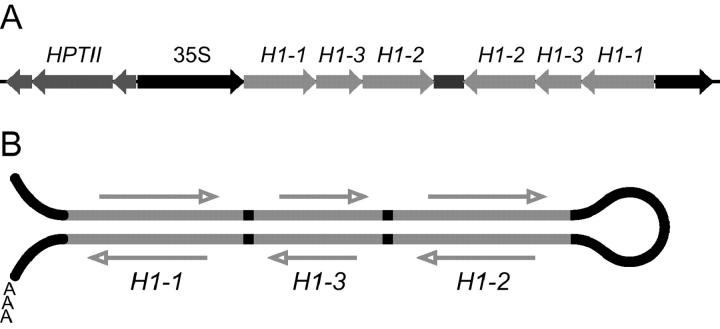 Figure 2.—