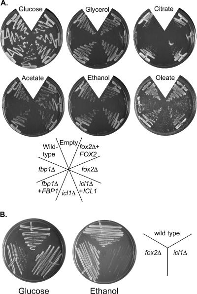 FIG. 2.