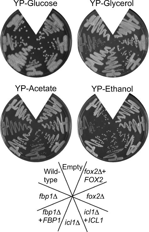 FIG. 5.