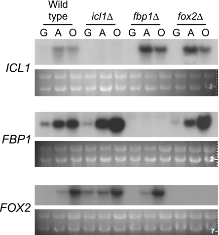 FIG. 6.