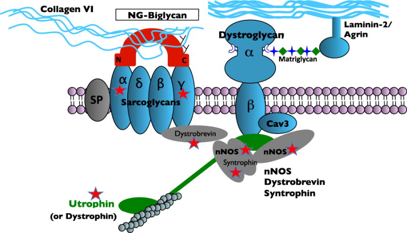 Non-Glycanated Biglycan and LTBP4: Leveraging the extracellular matrix ...