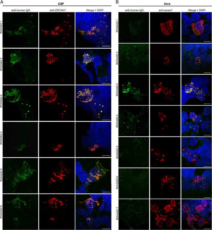 FIGURE 4