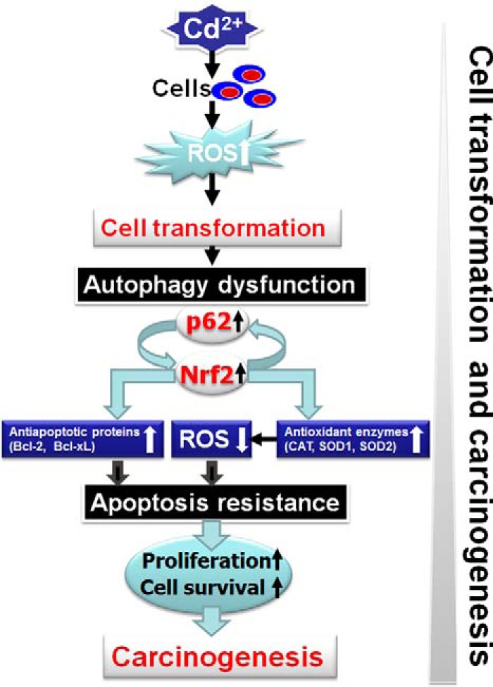 FIGURE 12.