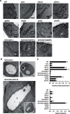 FIGURE 6: