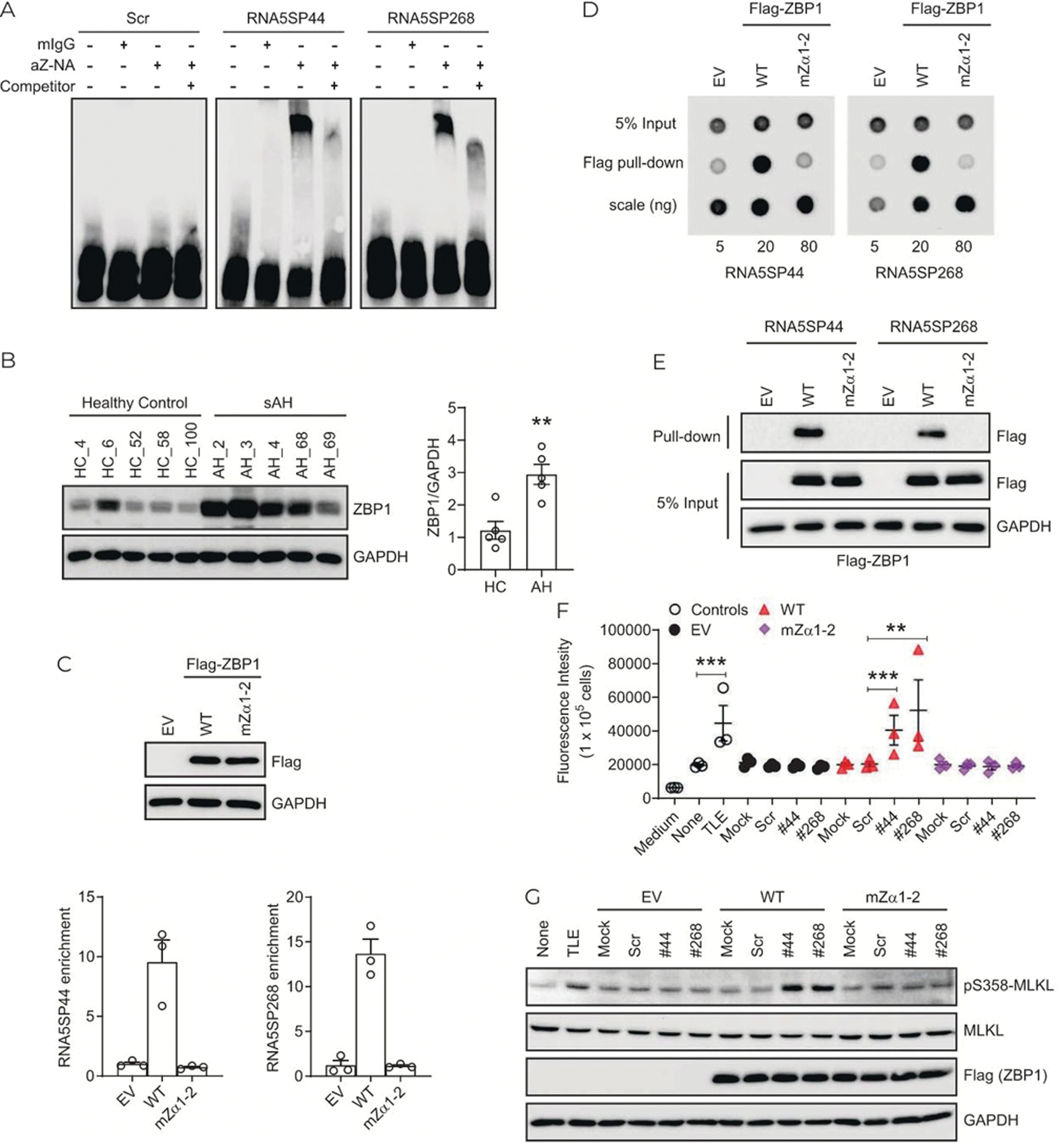 FIGURE 7