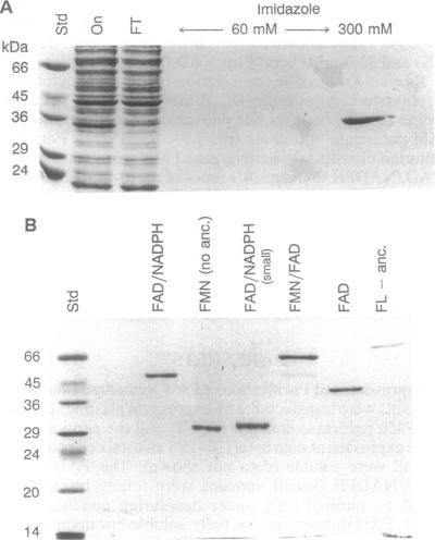 graphic file with name pnas01140-0414-a.jpg